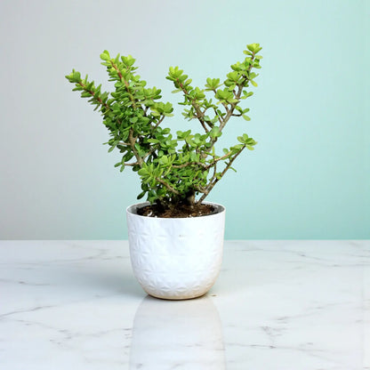 Crassula Jade plant (Kubber plant)
