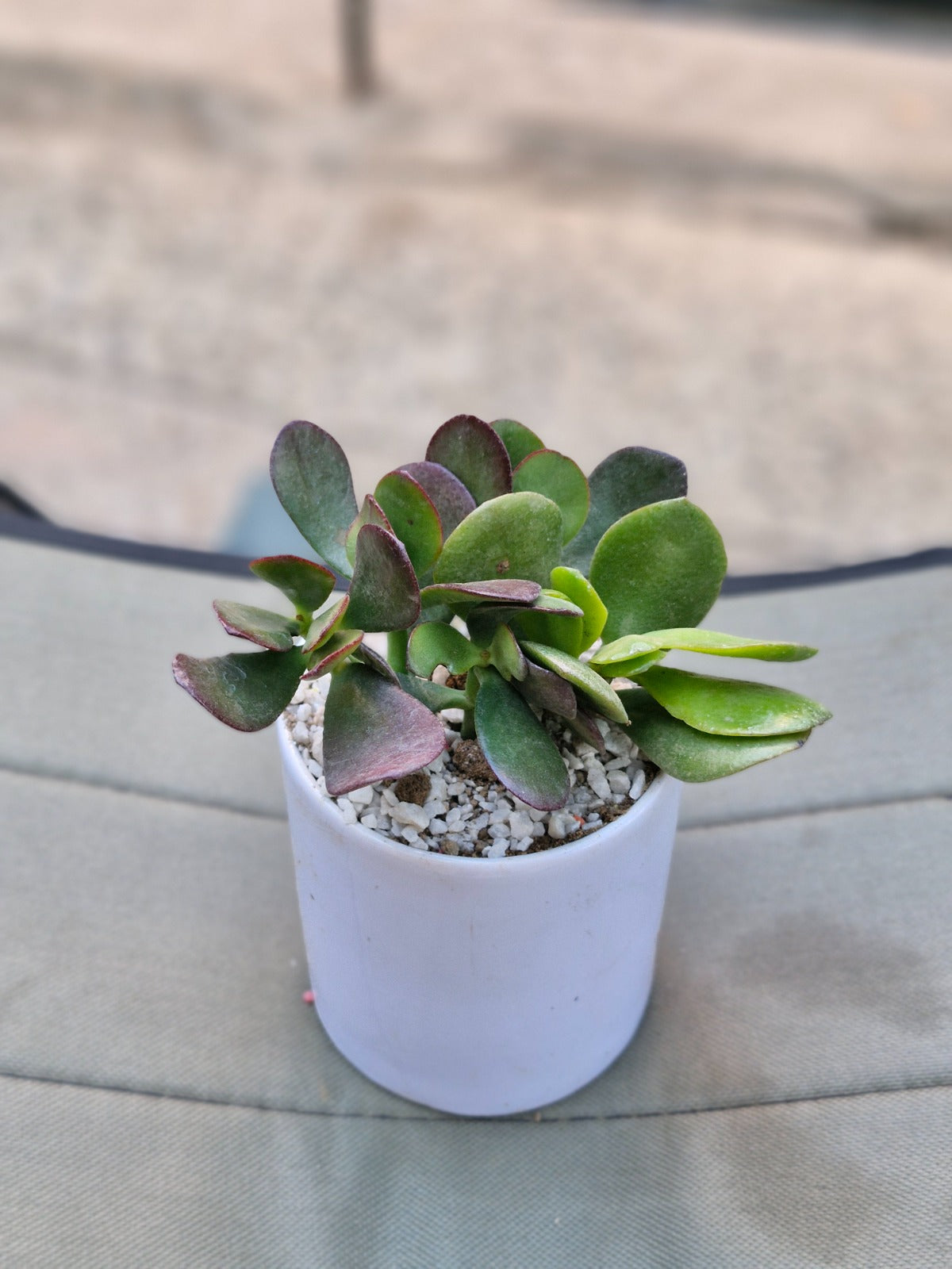 Crassula Jade plant (Kubber plant)