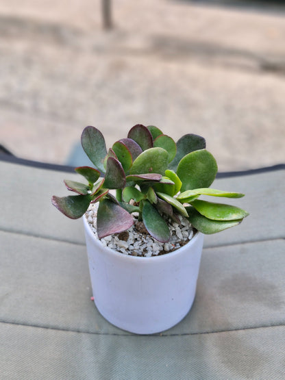 Crassula Jade plant (Kubber plant)