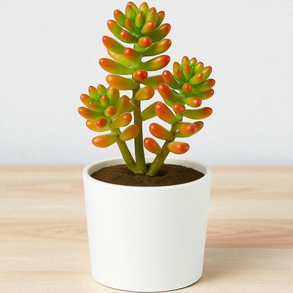 Sedum Rubrotinctum (Bare Rooted)