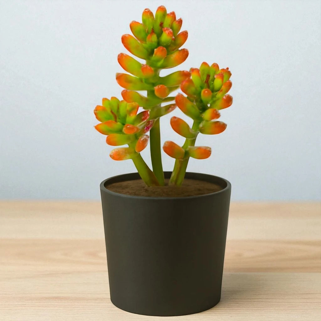 Sedum Rubrotinctum (Bare Rooted)