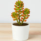 Sedum Rubrotinctum (Bare Rooted)