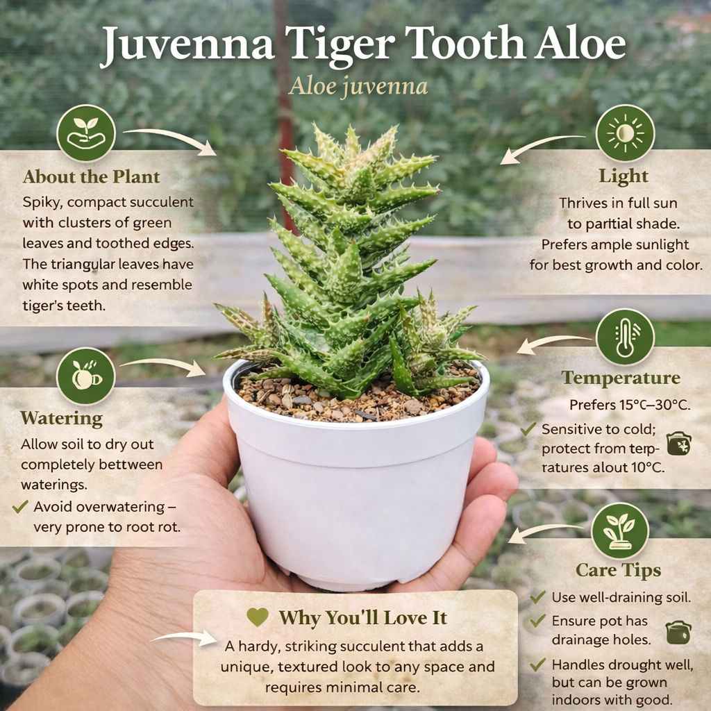 succulent with teeth Tiger Tooth Aloe