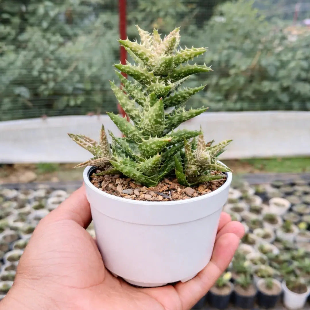 Juvenna Tiger Tooth Aloe succulent with upright green leaves covered in prominent white spots and serrated tooth-like edges, growing in a white pot held in a person’s hand outdoors.