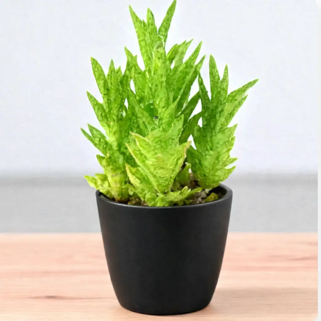 Juvenna Tiger tooth aloe
