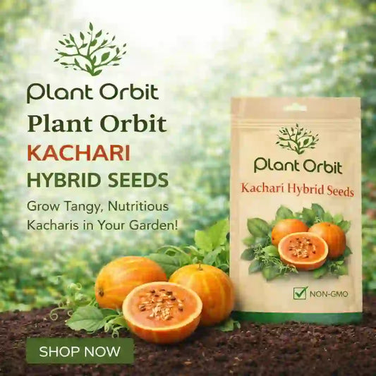 KACHARI HYBRID SEEDS (50 seeds)