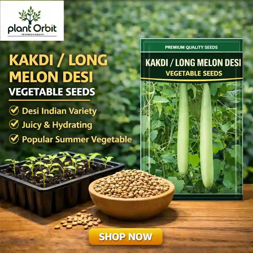 Kakdi/ Long Melon Desi Vegetable Seeds