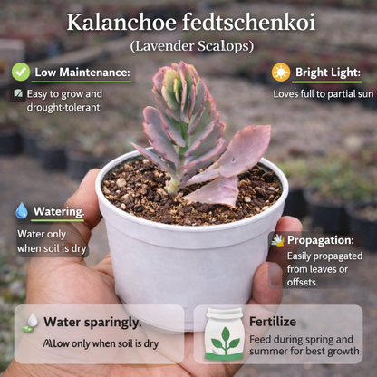 Succulent Gift Box – Set of 14 Live Succulent Plants