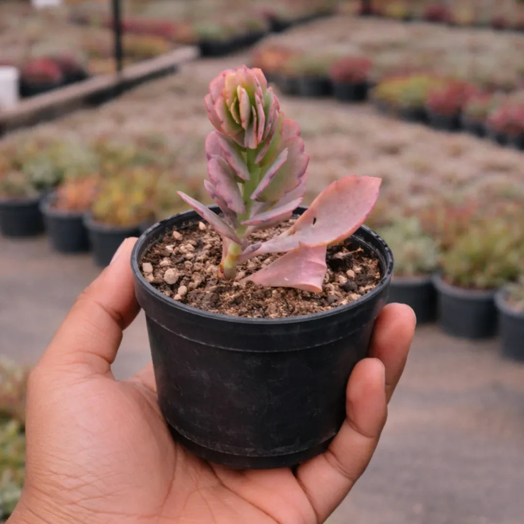 Kalanchoe Fetchschonki