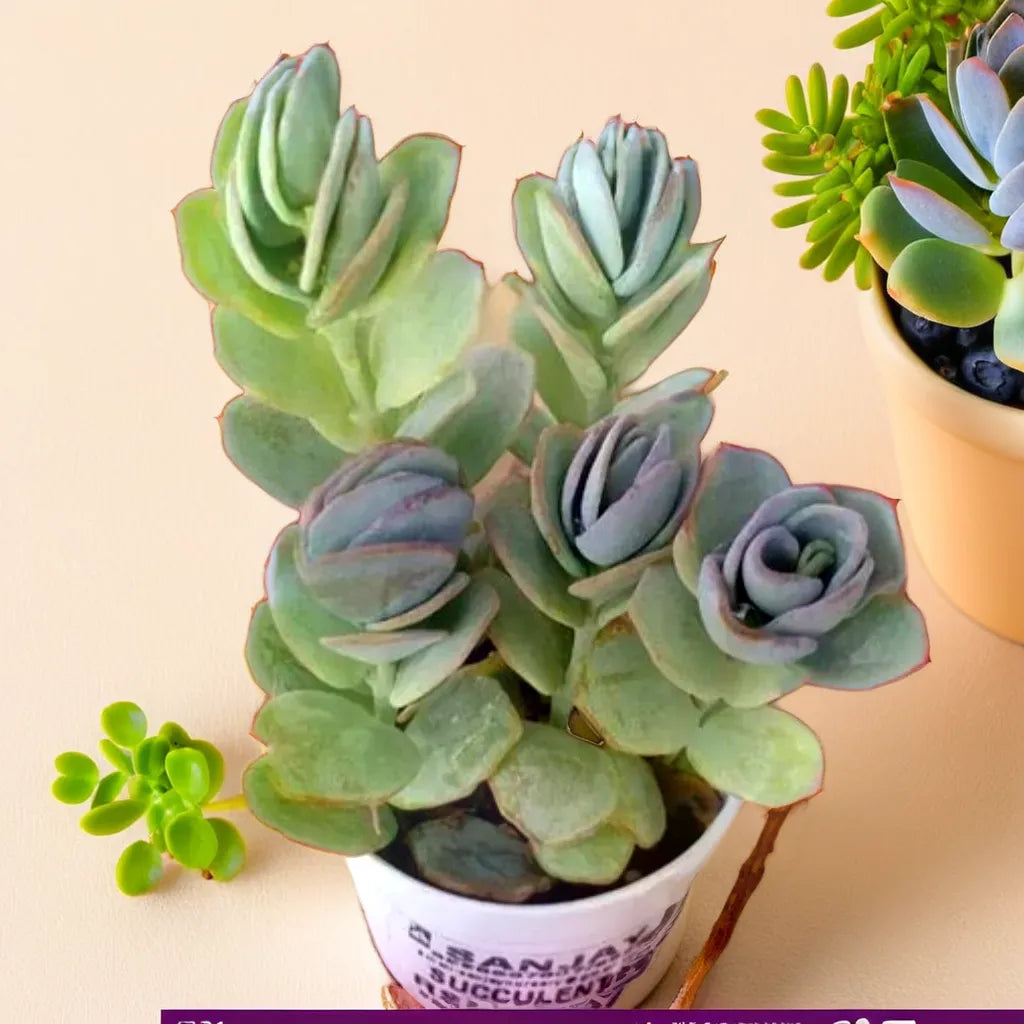 Kalanchoe Succulents Long Lasting Blooms PlantOrbit Plant Orbit Kalanchoe Succulents Long Lasting Blooms PlantOrbit Plant Orbit