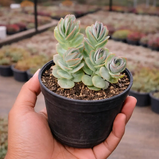 Kalanchoe Marnieriana (Bare Rooted)