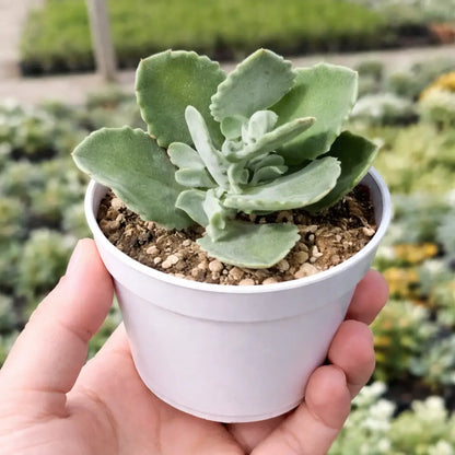 Kalanchoe Milioti (Bare Rooted)