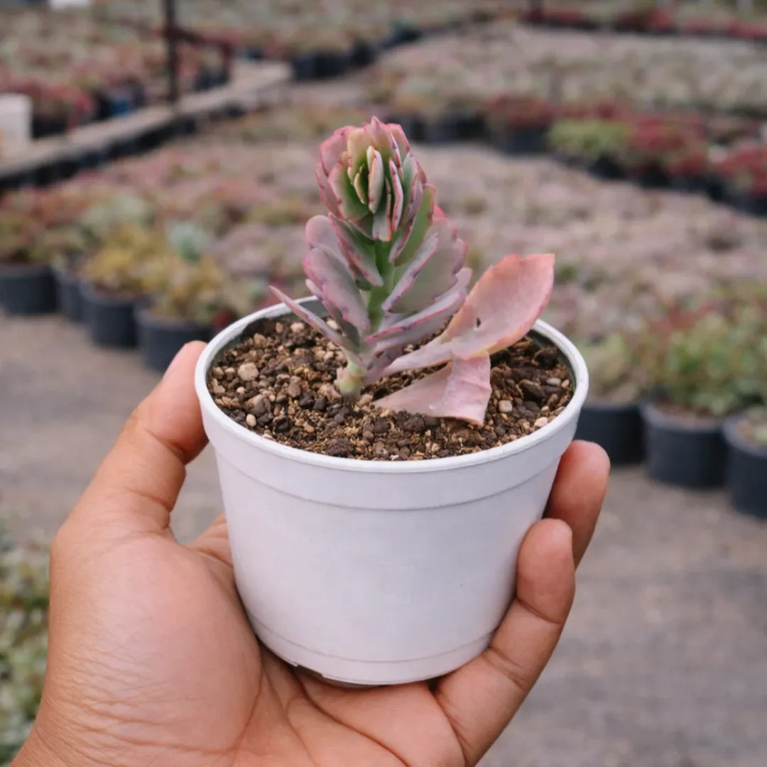 Kalanchoe fedtschenkoi succulent with upright, scalloped green and pinkish-purple leaves, growing in a white pot filled with gritty soil and held in a person’s hand at a plant nursery.
