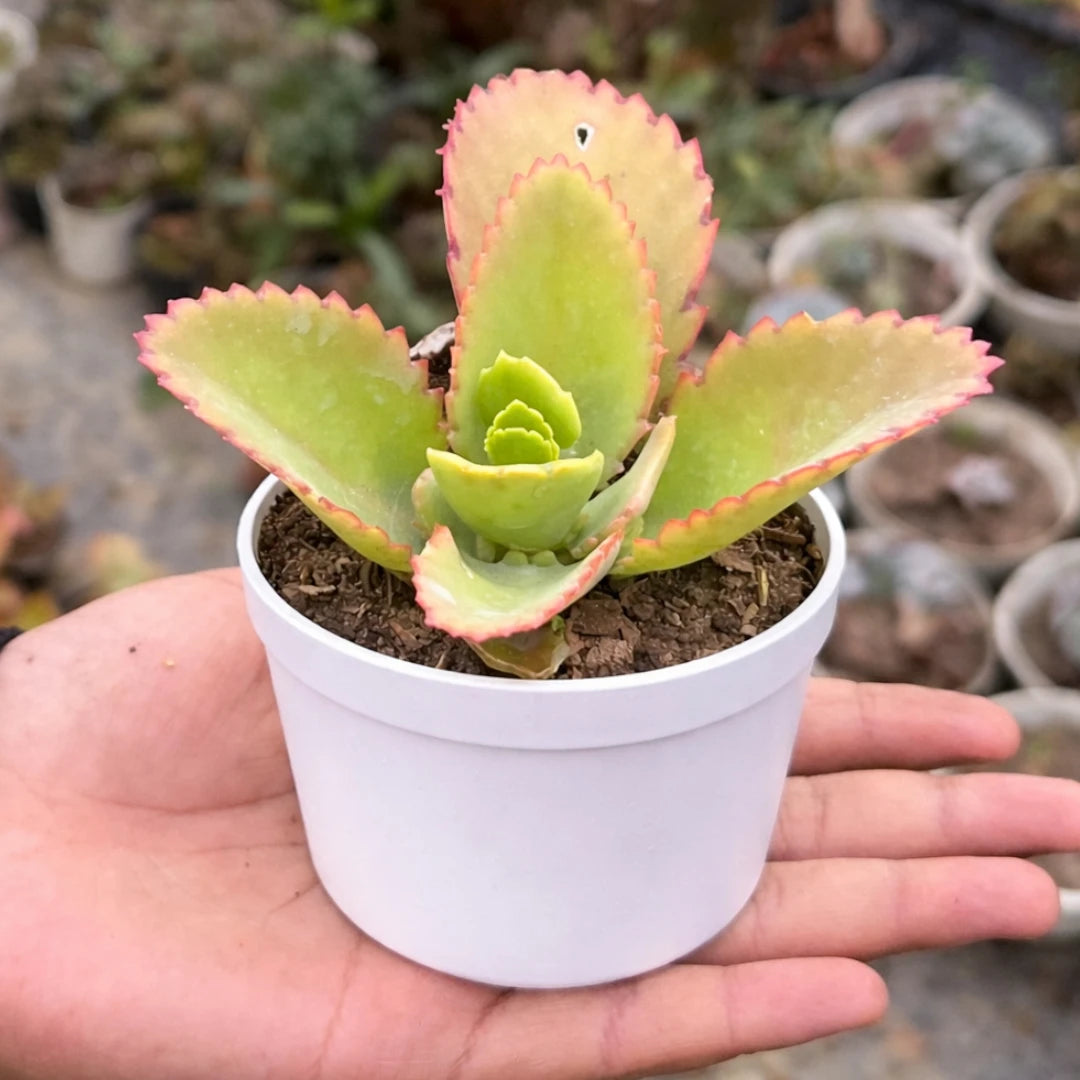 Kalanchoe Laetivirens succulent with broad, fleshy green leaves, serrated pink-edged margins, and a compact central rosette growing in a white pot.