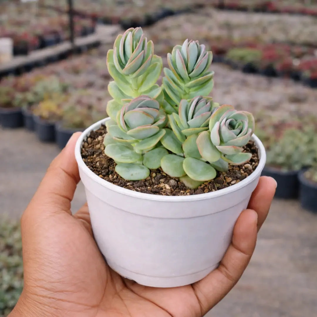 Kalanchoe marnieriana succulent with stacked, rounded blue-green leaves edged in soft pink, forming multiple upright rosettes in a white pot held in a person’s hand at a plant nursery.