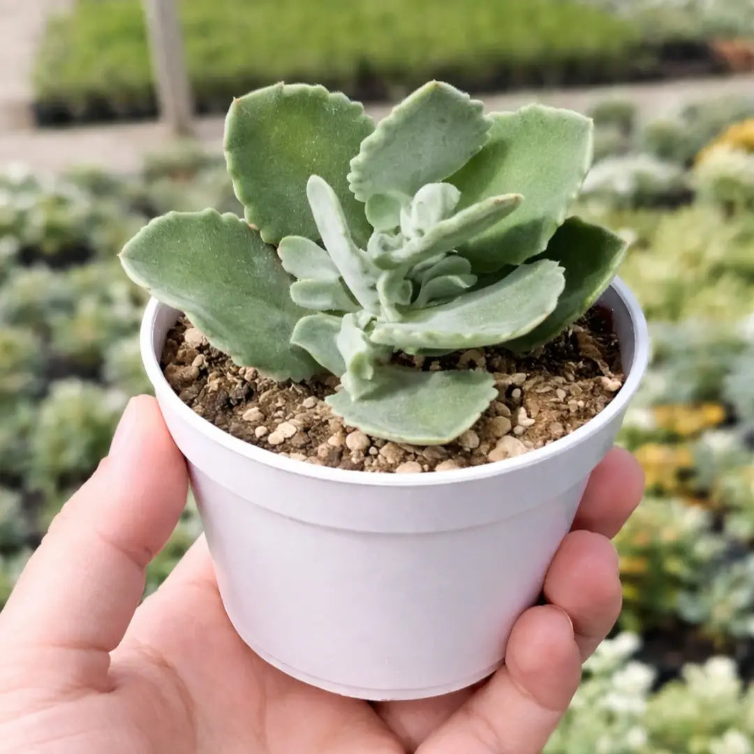 Kalanchoe Milioti succulent with soft, fuzzy green leaves, scalloped edges, and a compact rosette shape in a white pot.