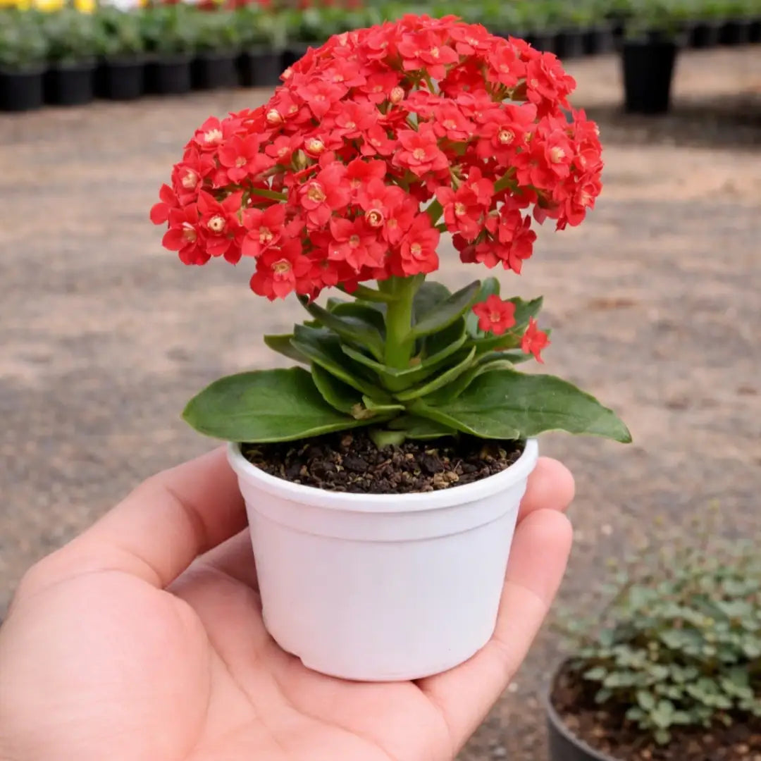 Kalanchoe Red Flowering Plant with clusters of bright red flowers and thick green leaves growing in a white pot