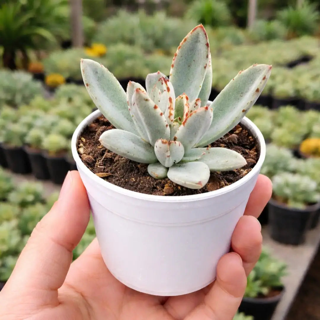 Kalanchoe tomentosa succulent with fuzzy, silvery-green leaves covered in brown spots along the edges, growing in a white pot held in a person’s hand at a plant nursery.