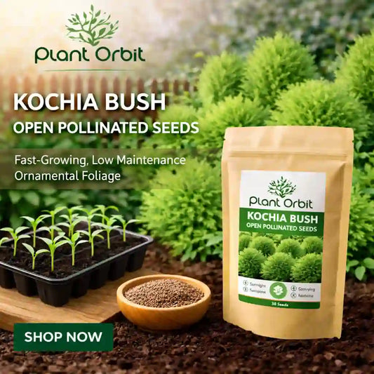 Kochia bush seeds packaging with plants and soil in the background, featuring Plant Orbit brand.