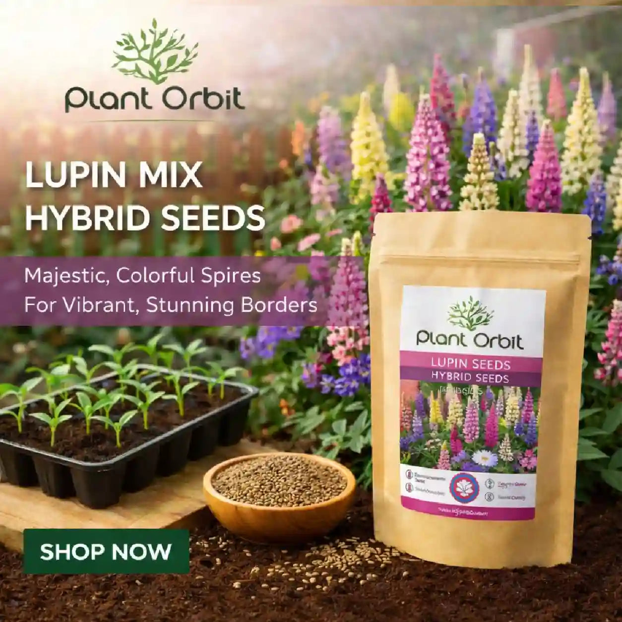 LUPIN MIX HYBRID SEEDS (20 seeds)