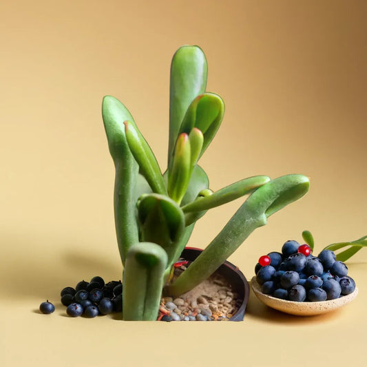 Large Gollum Variegated succulent plant with thick, tubular green leaves tinged with red tips in a decorative pot. Perfect for indoor spaces. Available at Plant Orbit.