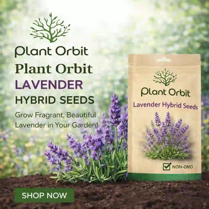 LAVENDER HYBRID SEEDS (30-40 seeds)