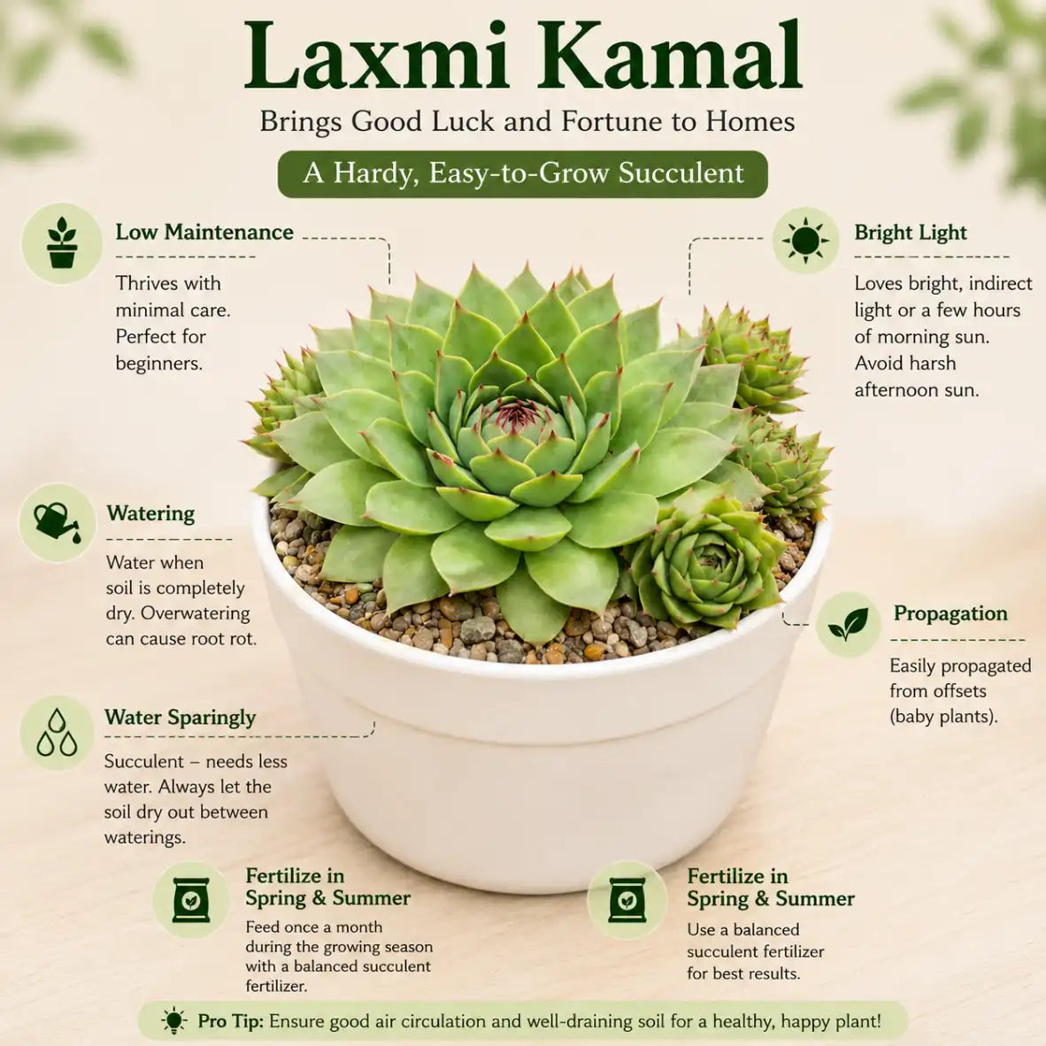 Premium Lucky Succulent Bowl Combo (Pack of 5)