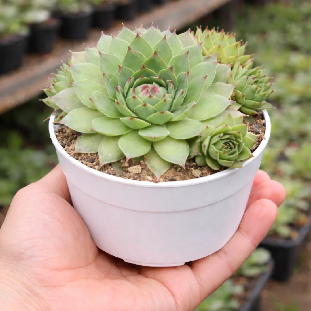 Laxmi Kamal succulent plant with compact pale green rosette-shaped leaves and pink-red leaf tips growing in a white pot