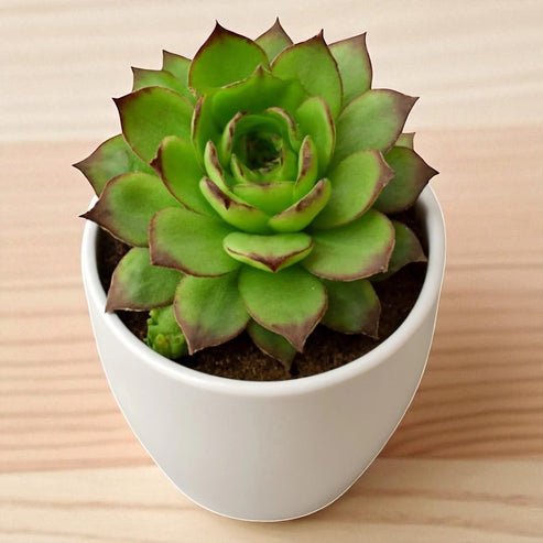 Buy Laxmi Kamal Online in India | Save up to 80% – Plant Orbit