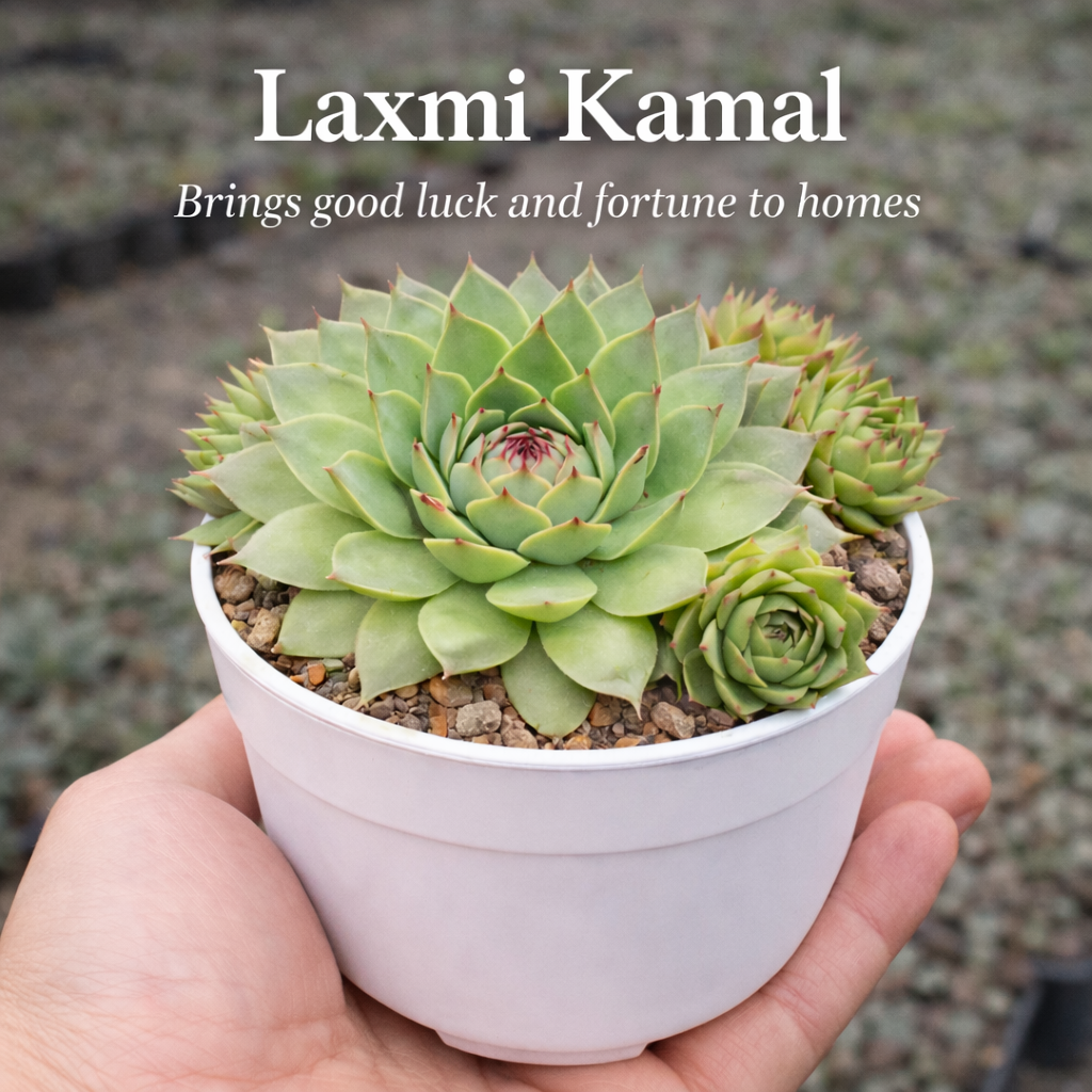 Vastu Plants ( Bare-rooted ) - Set of 5 Live Succulent Plants by Plant Orbit