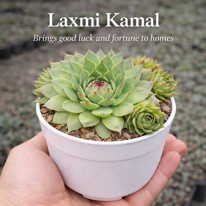 Office Desk Plants Combo - Set of 6 Live Succulent Plants by Plant Orbit