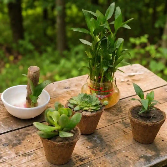 Lucky Green Succluent Plant Combo- Set of 5 Live Succulent Plants by Plant Orbit