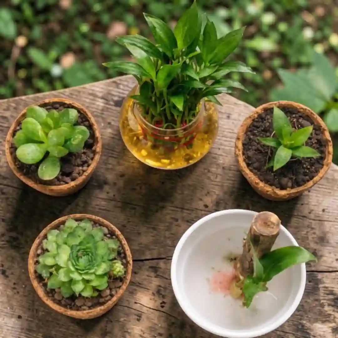 Lucky Green Succluent Plant Combo ( Bare-rooted )- Set of 5 Live Succulent Plants by Plant Orbit