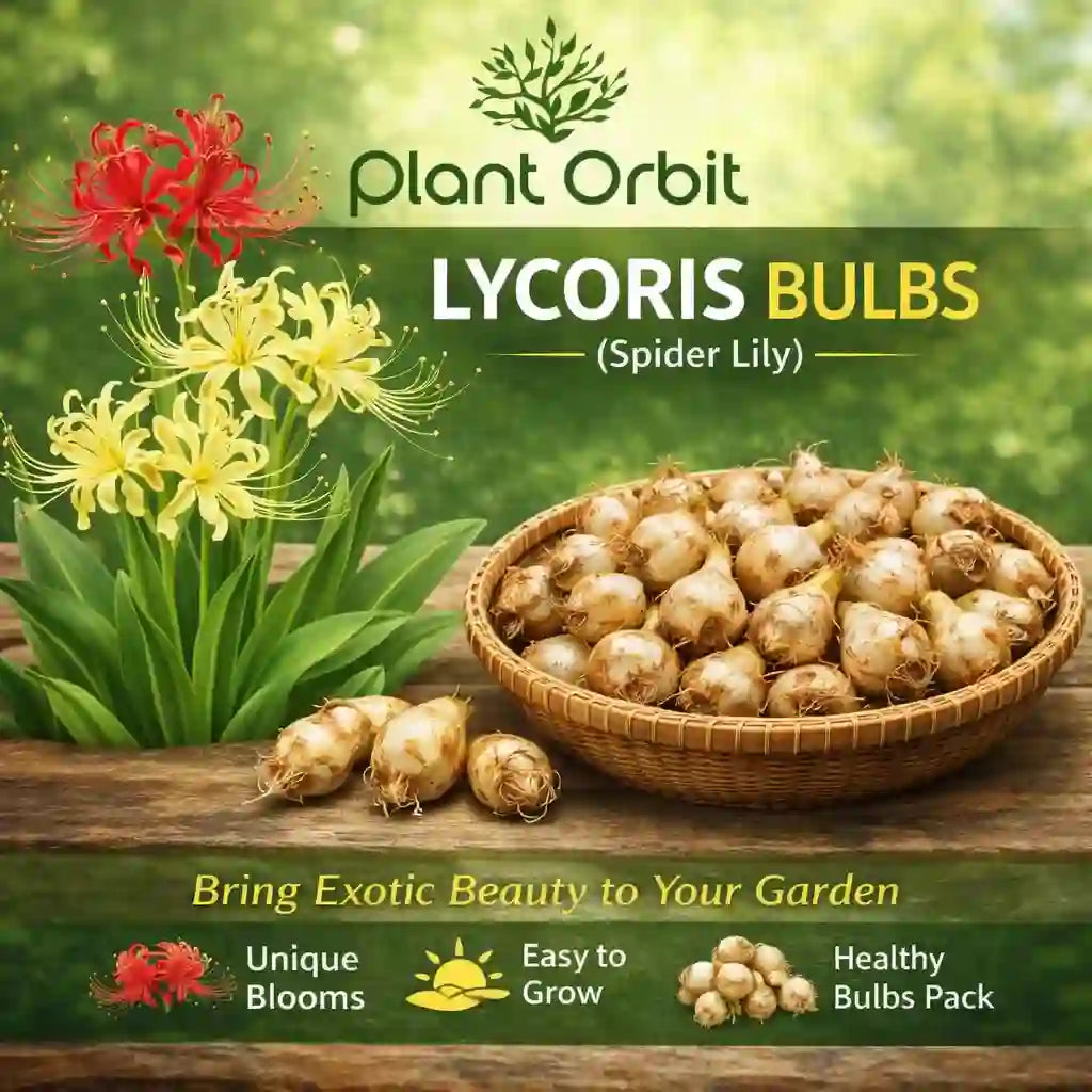 Lycoris bulbs with Spider Lily flowers and 'Plant Orbit' branding on a natural background.