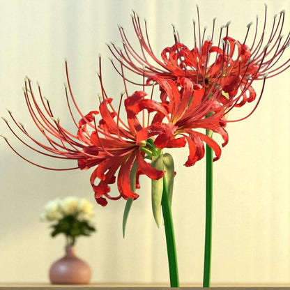 Lycoris Lily
