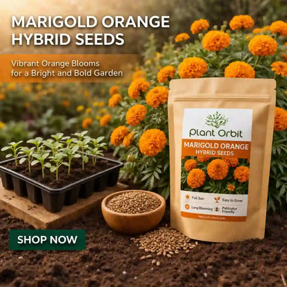 hybrid marigold seeds MARIGOLD ORANGE HYBRID SEEDS (40 seeds) – Plant Orbit