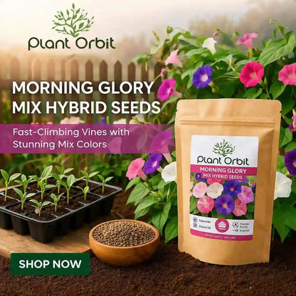 MORNING GLORY MIX HYBRID SEEDS (15-20 seeds)