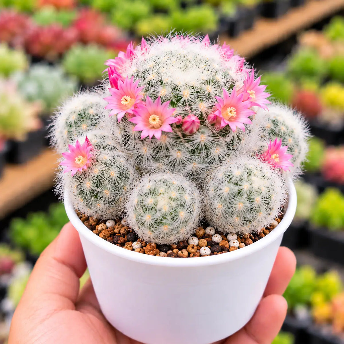 Mammillaria Hahniana Cactus (Bare Rooted)