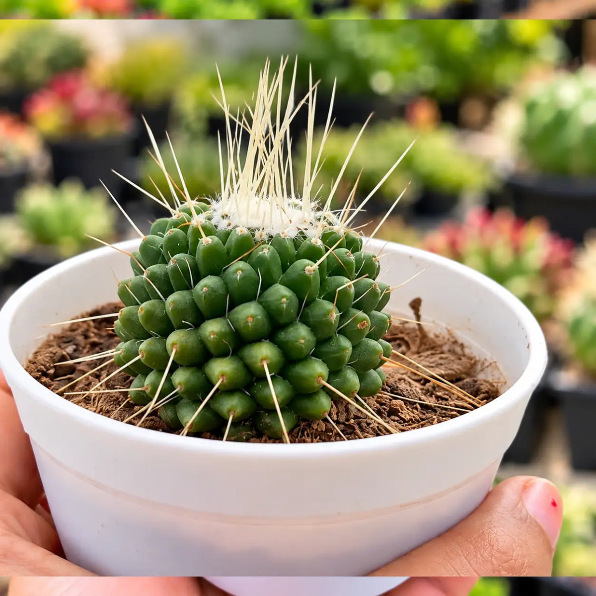 Mammillaria Obconella Cactus (Bare Rooted)
