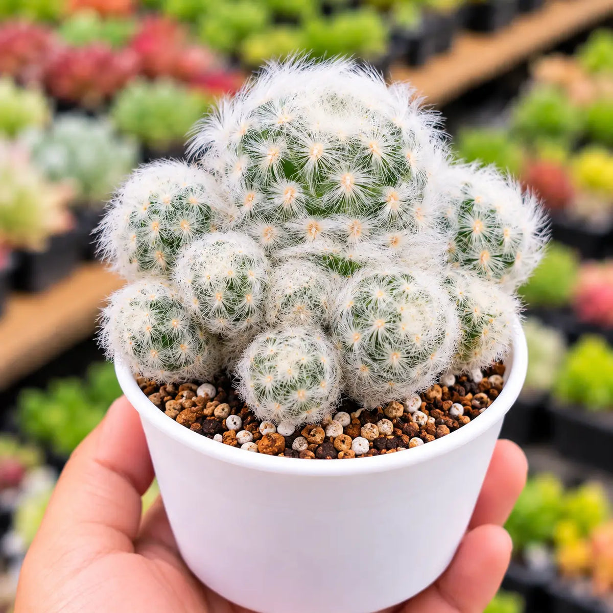 Mammillaria Plumosa Cactus (Bare Rooted)