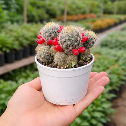 Mammillaria Prolifera (Bare Rooted)