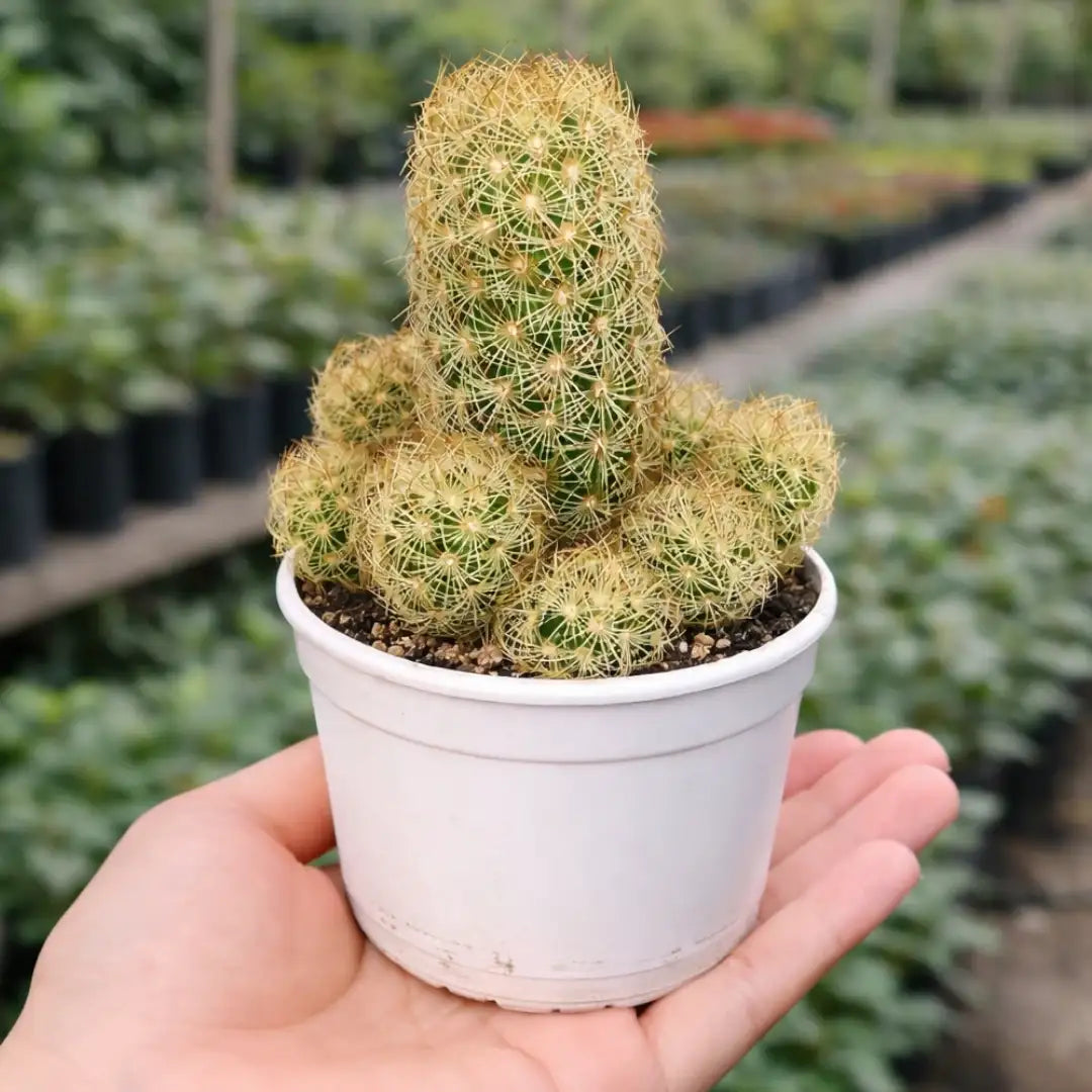 Mammillaria elongata cactus with a tall central stem and multiple offsets covered in dense golden-yellow spines, growing in a white pot held in a person’s hand at a plant nursery.