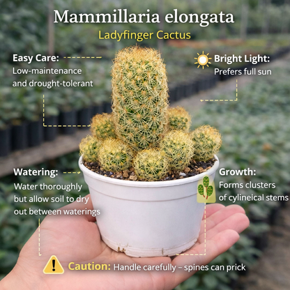 Mammillaria elongata "Ladyfinger Cactus"