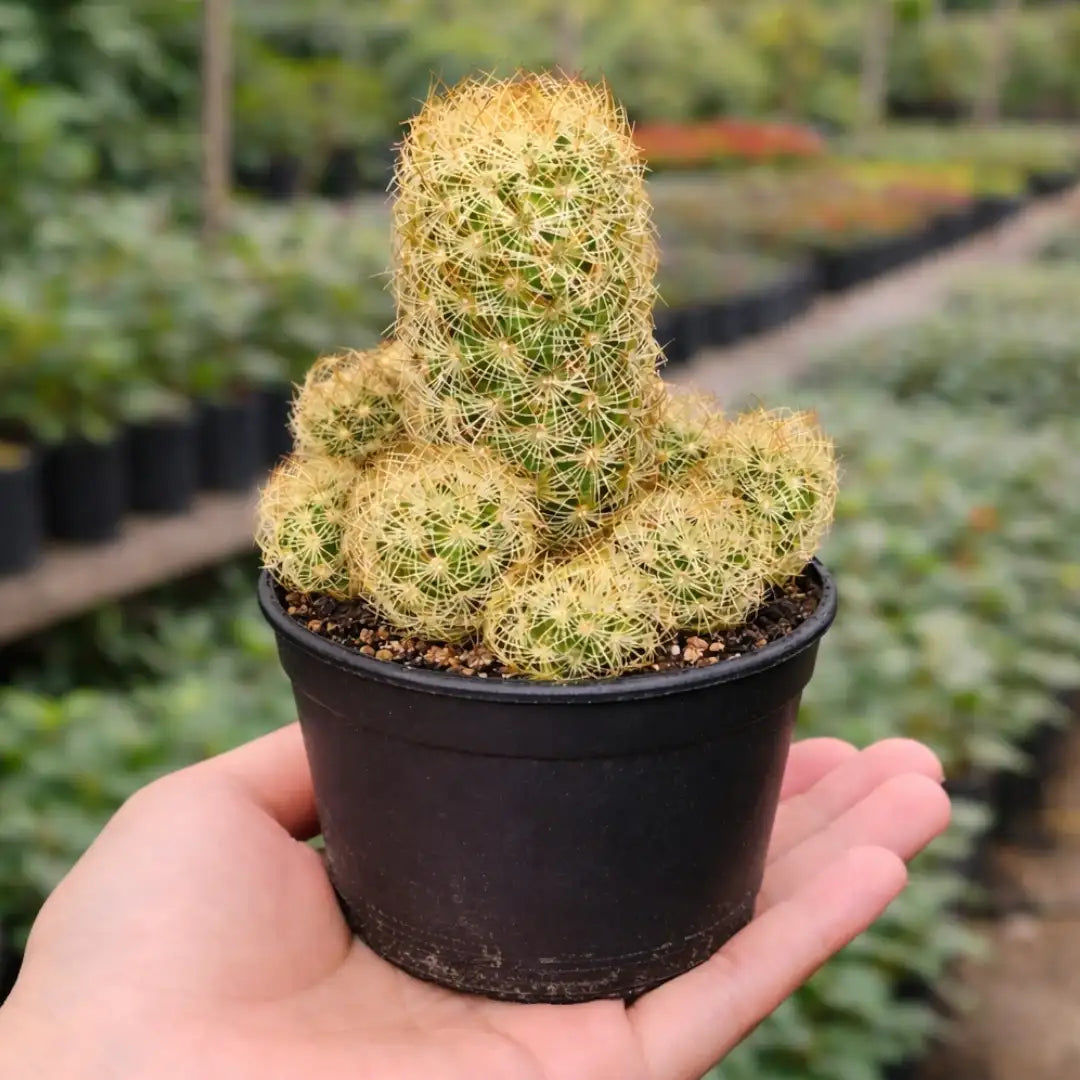 Mammillaria elongata "Ladyfinger Cactus"