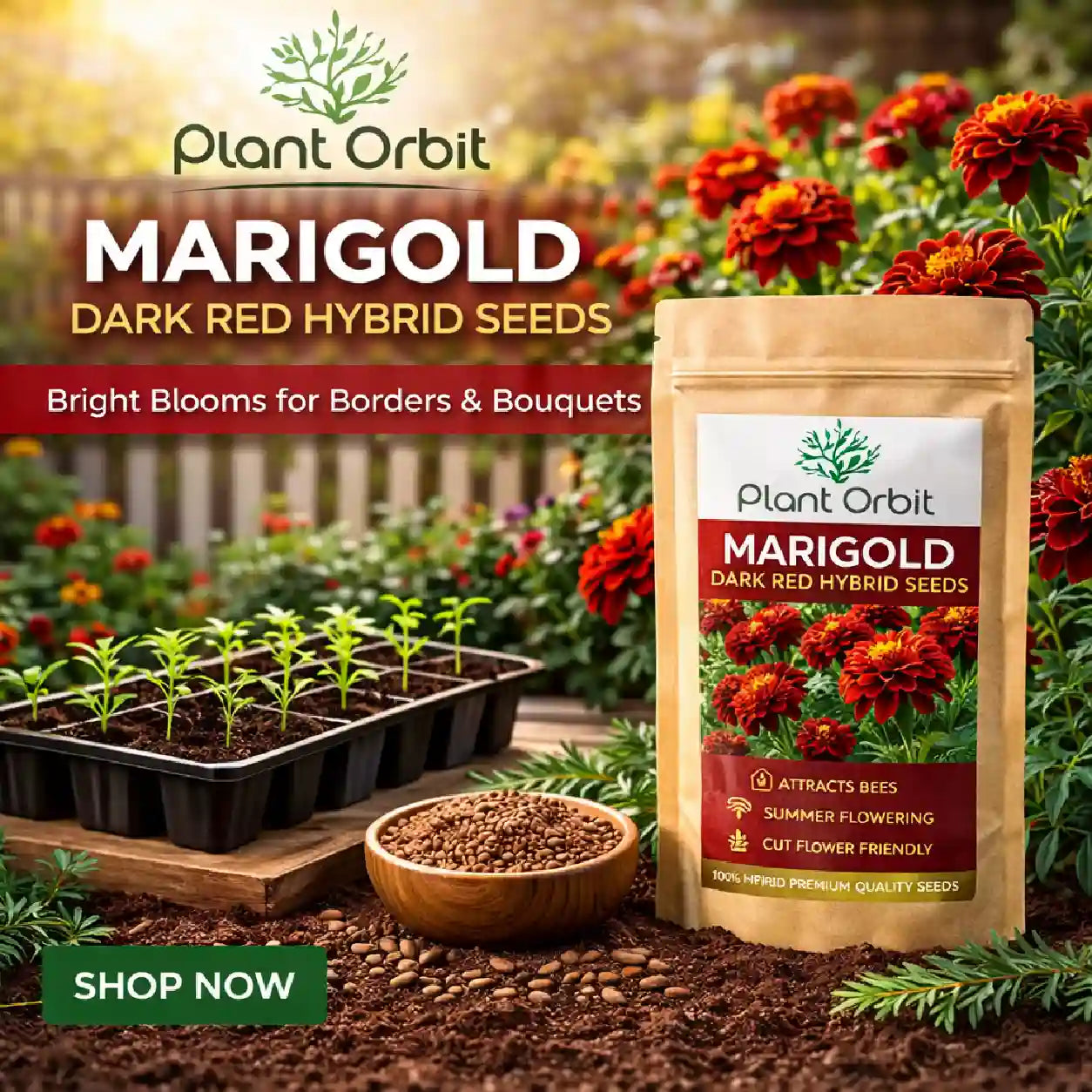Marigold Dark Red Hybrid Seeds