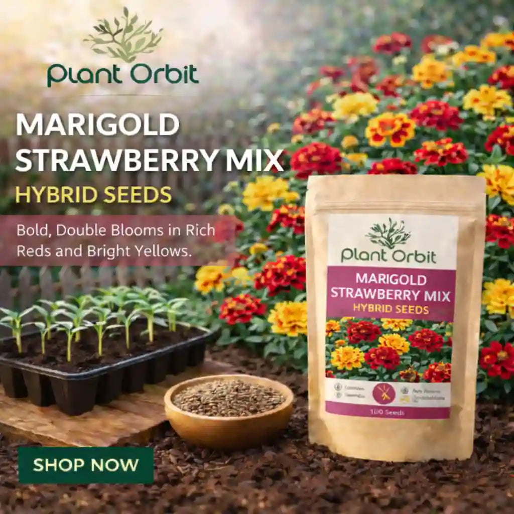 Marigold Strawberry Mix Hybrid Seeds