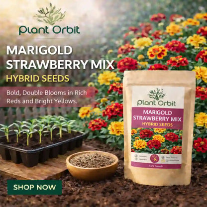 Marigold Strawberry Mix Hybrid Seeds