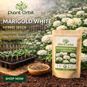 white marigold seeds in india Best Marigold Flower (White) Hybrid Seeds Online