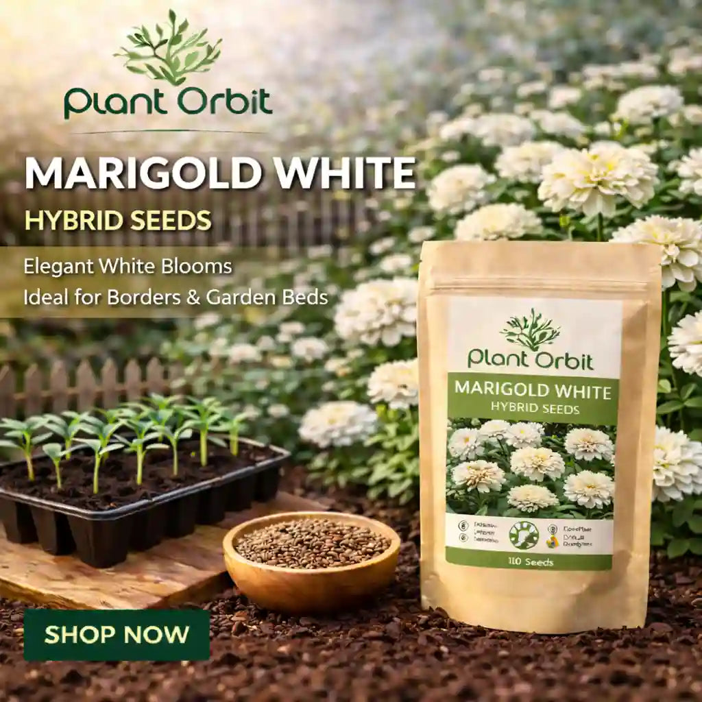 Marigold white hybrid seeds packaging with plants and soil in the background, featuring Plant Orbit brand.