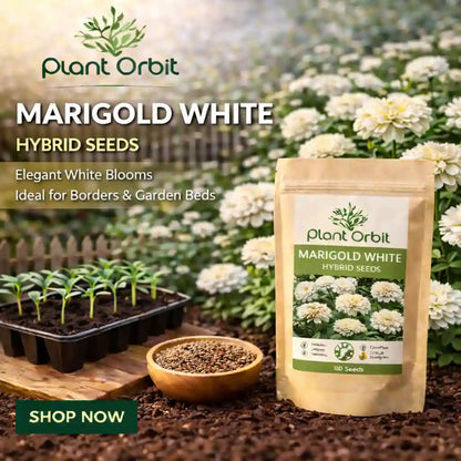 Marigold white hybrid seeds packaging with plants and soil in the background, featuring Plant Orbit brand.